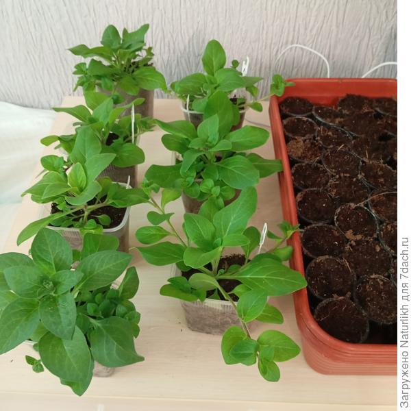 Эти еще рано