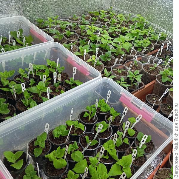 В контейнерах черенки вм100мл, в ящиках в 200мл