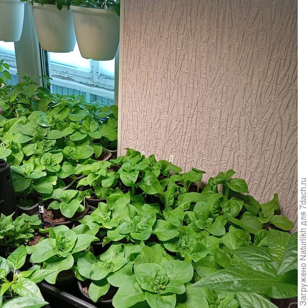 Это махровые в 0,5