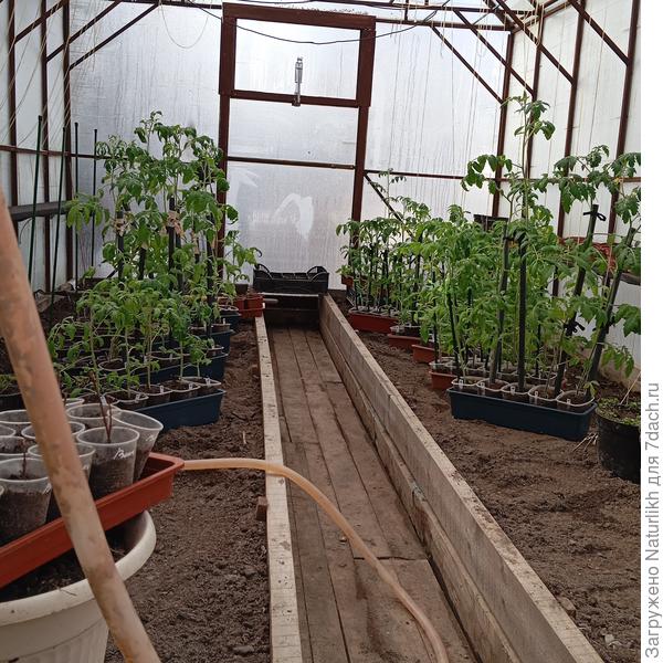 Томаты сегодня ночевали в теплице, Грунт еще холодный, градусов 8