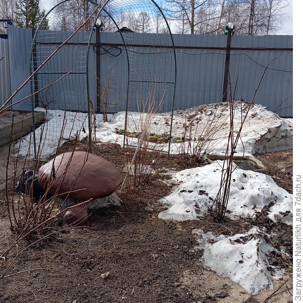 Последняя куча снега. Гриб на пне от спиленной лиственницы выглядит как новенький.