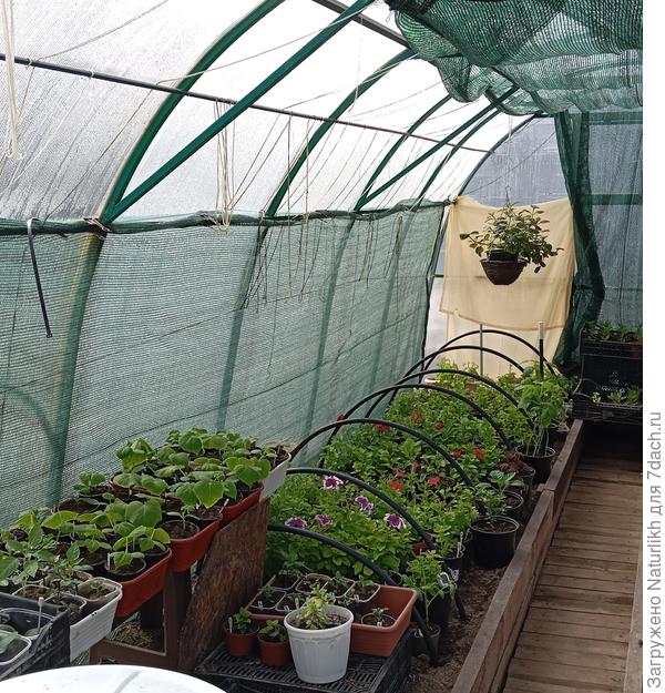 От вчерашней жары пришлось срочно притенять рассаду, а ночью снова греть