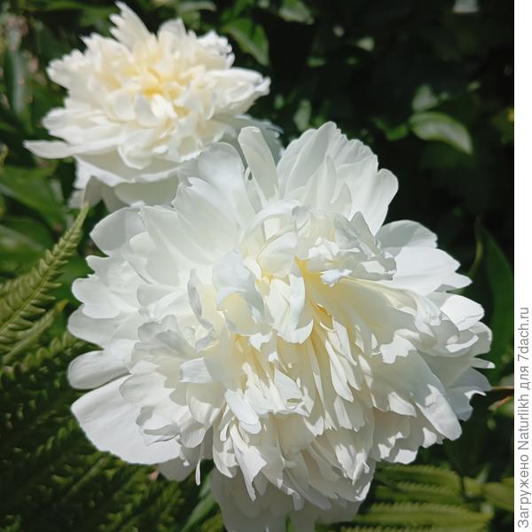 Отцветает пион