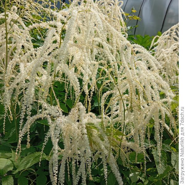 Сейчас у нас цветет волжанка