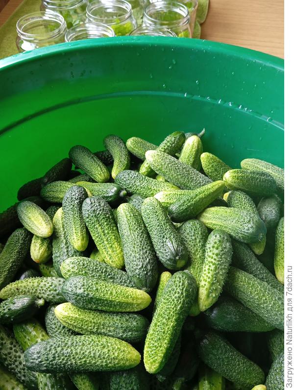 любимые мелкошипые огурчики