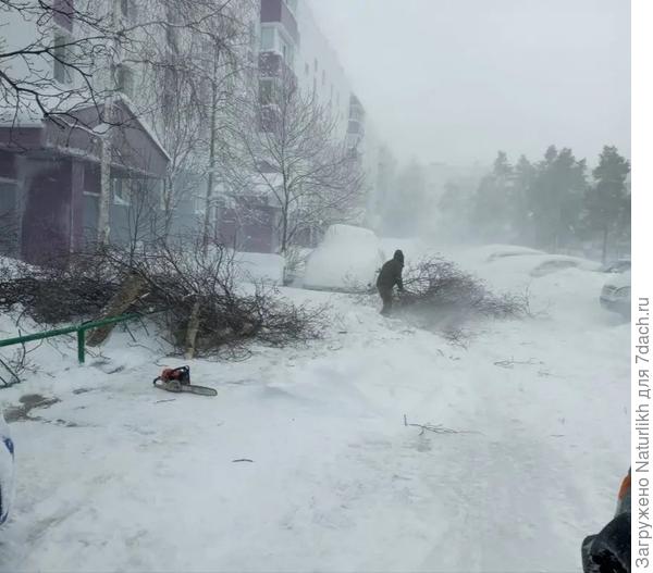 деревья повалило
