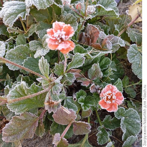 Правда, сейчас погода резко решила вернуть долги. Обещали скромные -6 °C, но за пару дней передумали и выдали сразу ночные -8...-9 °C. Так что теперь, любуясь хрустальной сказкой в саду, экстренно завершаем дела. Вот такой невероятный год контрастов!