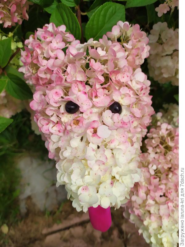 Гортензия Vanille fraise  шутит