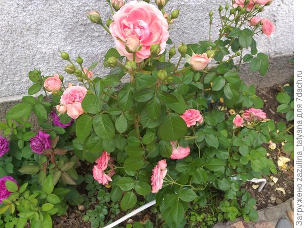 Название  розы,  сорт????