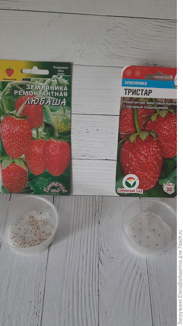 Любаша и тристар (замачивание) 15 января