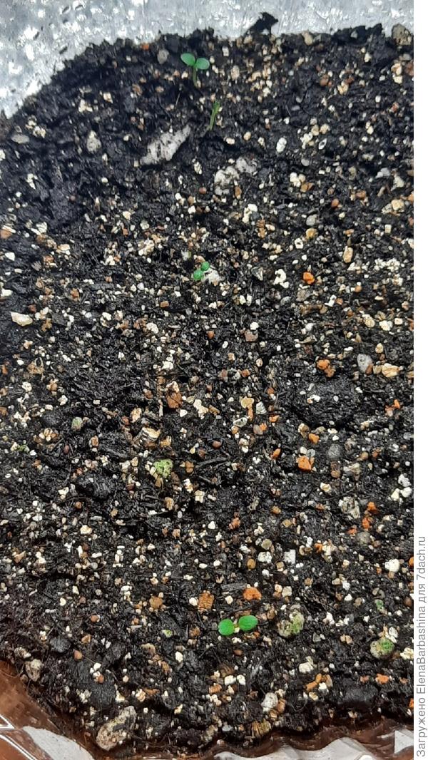 Гигантелла 30 января