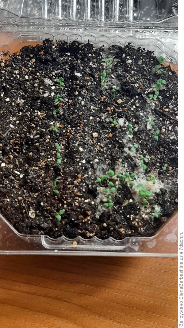 Любаша 30 января - даже салфетка не помеха