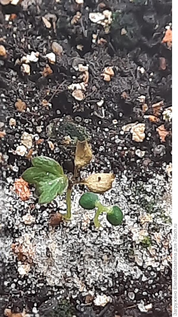 Листочки сохнут