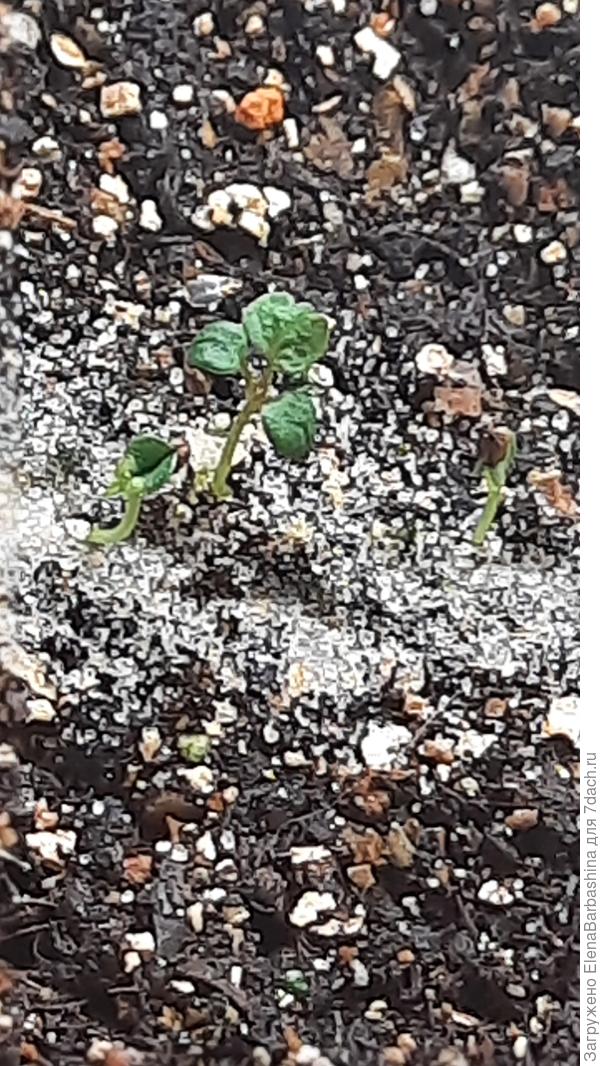 И здесь сморщились