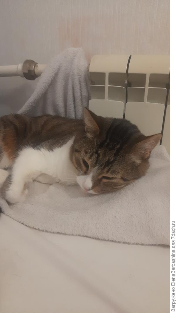 Мой вредитель у батареи пригрелся.