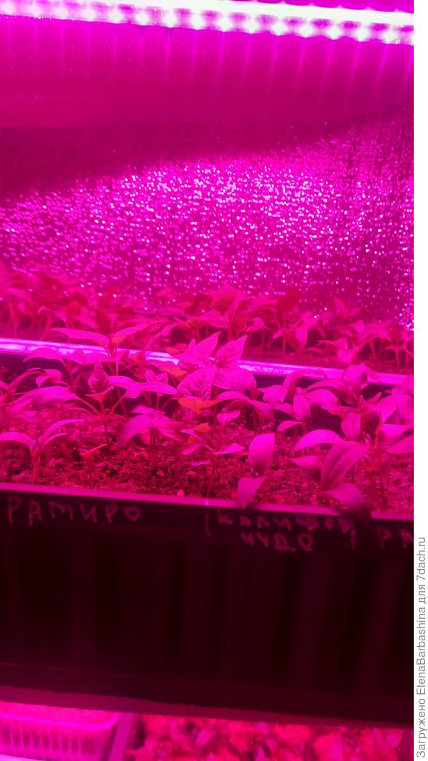 Досветка 20 см от рассады.