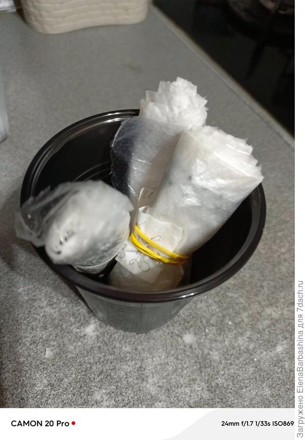 Лук на проращивание 6 марта 2025г