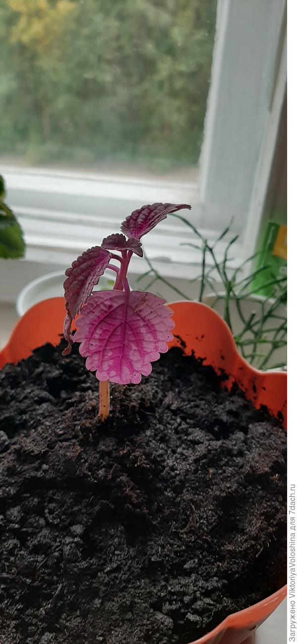 Подскажите название цветка