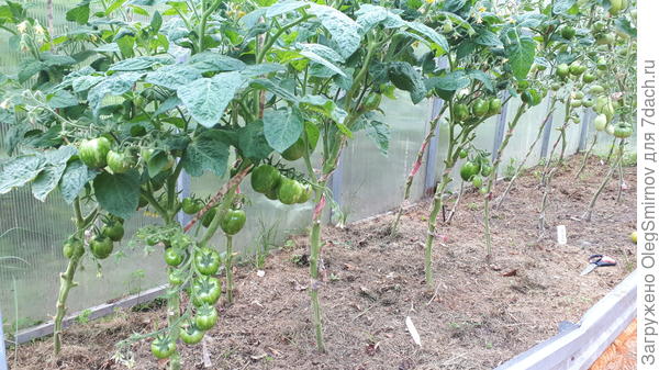 Фото от 17 июля 2020года