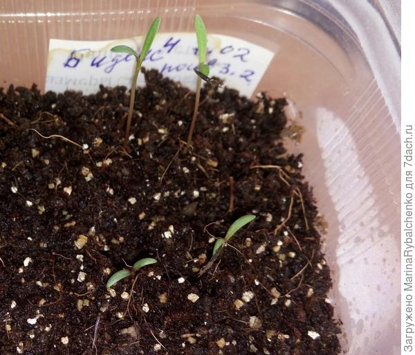 Биденс 4 всхода. Посев 3 февр.