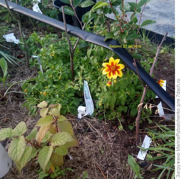 Биденс лето-2020