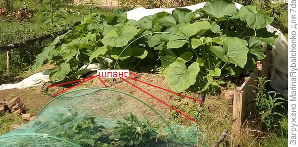 поднятая наклонная грядка с капельн. поливом от бака