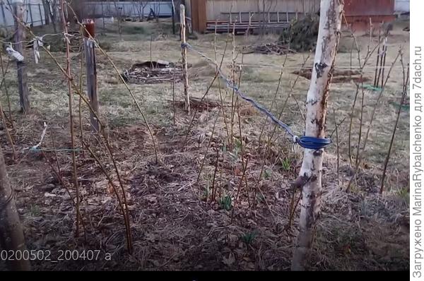 Ежевика в старой листве 2 мая 2020