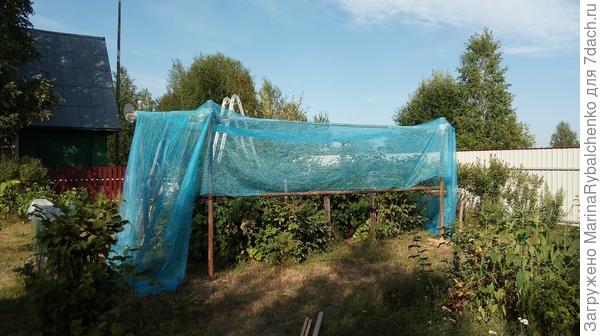 Пергола над ежевикой