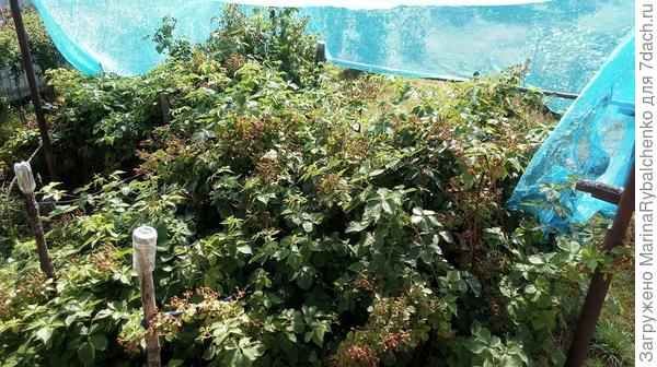 ежевика под сеткой, фото с лестницы