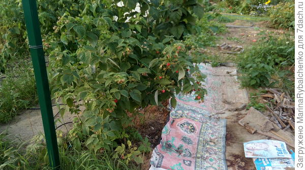 Ковер под малиной