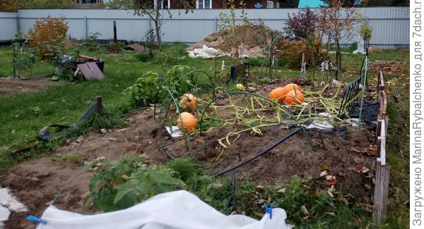 Тыквы на наклонной грядке