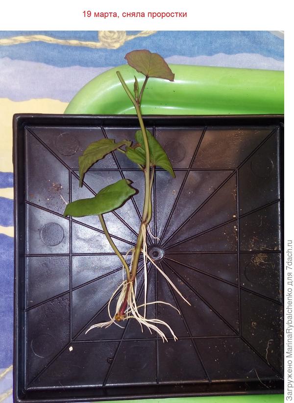 19 марта, отростки