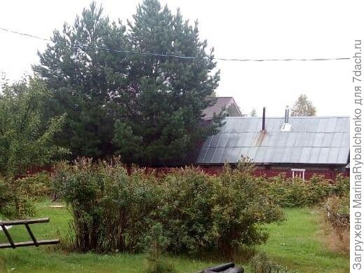 Спиреи на переднем плане