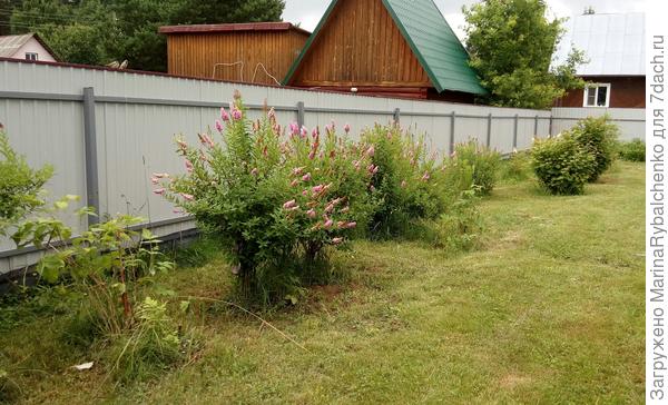 Раньше у забора сидели спиреи, сейчас убрала их