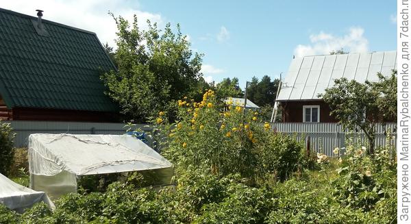 Золотые шары, июль