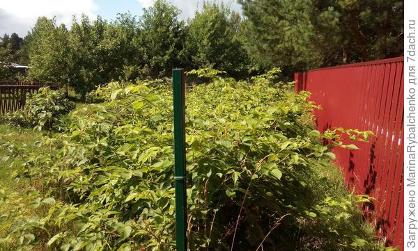 ежевика, вдоль соседского забора отступ 1 метр.