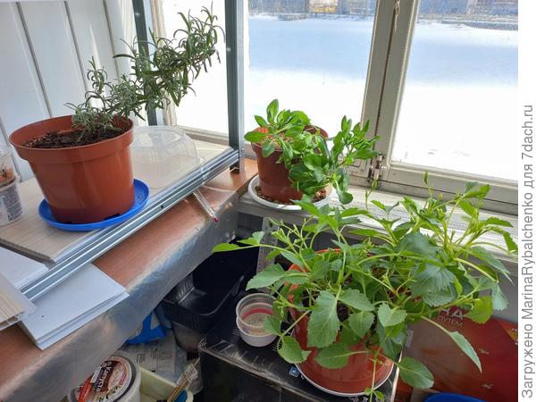 Георгин из семян, остеоспермум зимовал в горшке, розмарин тоже зимовал в квартире