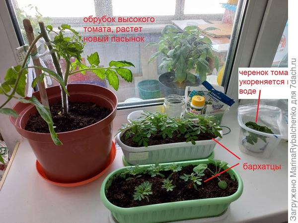 бархатцы и обрубок высокого томата - макушку укоренила отдельно