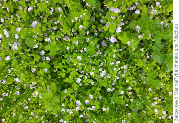 Эти цветочки крупнее. Размер 8-10 мм