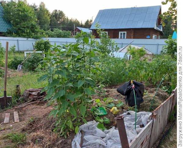 Топинамбур не смутит никакая засуха