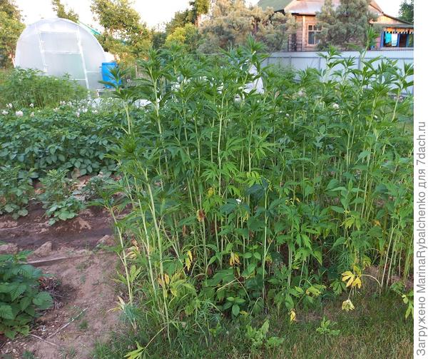 Золотые шары на фоне картошки