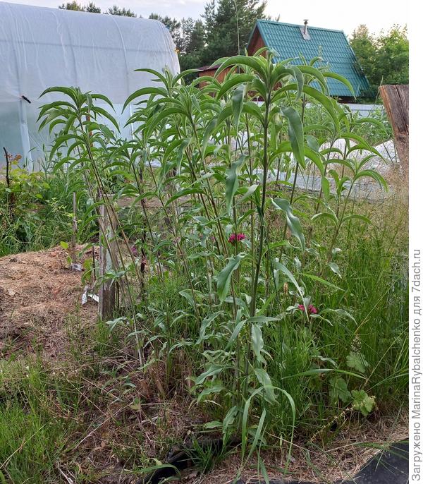 Подс. многолетний