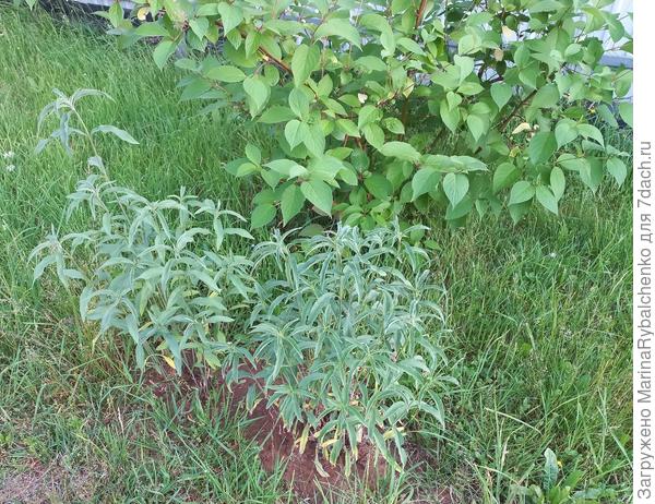 Отсадила весной делянки, сидят чахнут почти без полива