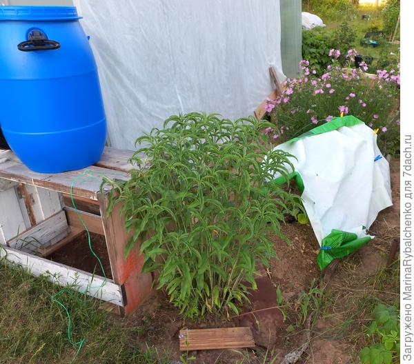 Этому больше повезло с поливом под бочкой