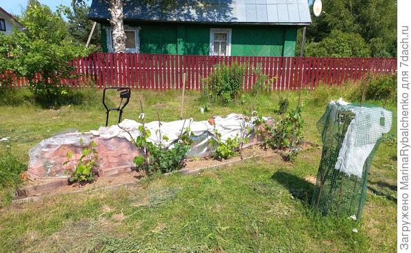 Виноградная стена и справа ирга под сеткой