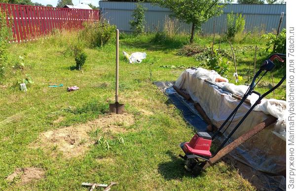 Это вид за кирпичной стеной. Берёза слева, в кадр не попала.