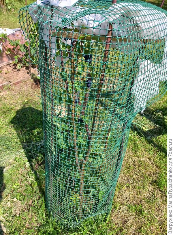 Ирга под сеткой, висят синие ягоды