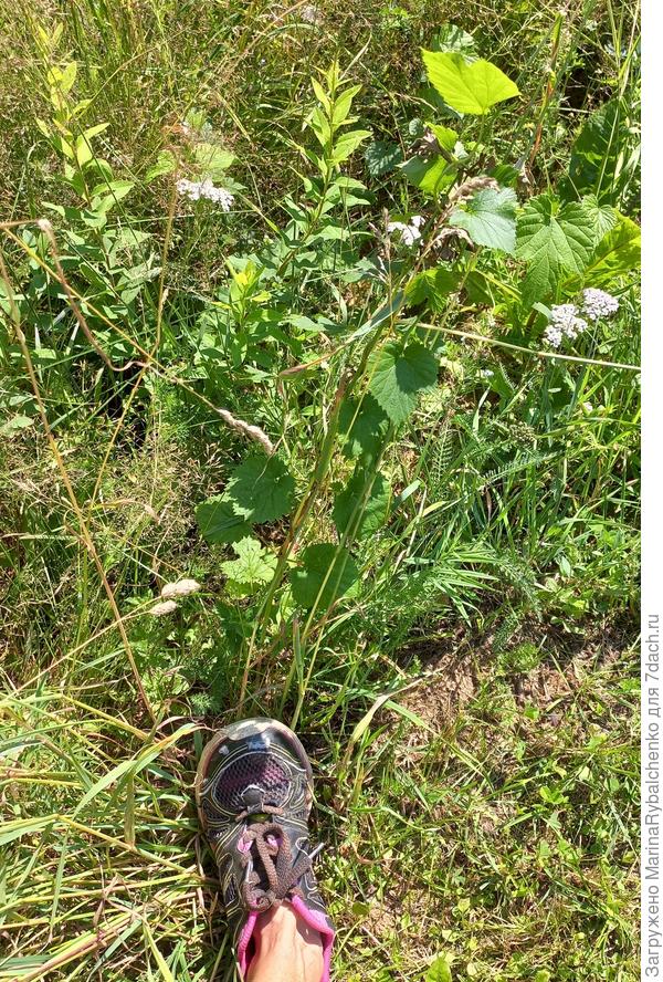 Несчастный хмель сидит без полива в бедной   песчаной почве