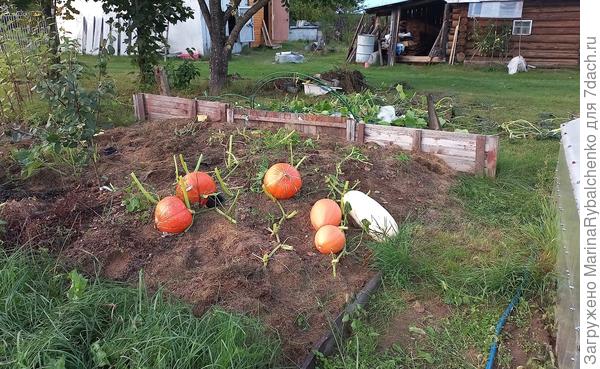Тыквы на тёплой наклонной грядке