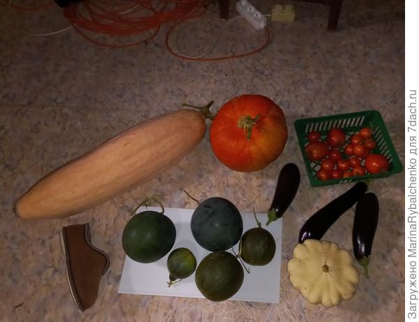 Урожай с арбузами и дыни))